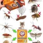 Control Natural de Plagas: Usa Bicarbonato de Sodio Contra Cucarachas, Pulgas y Más