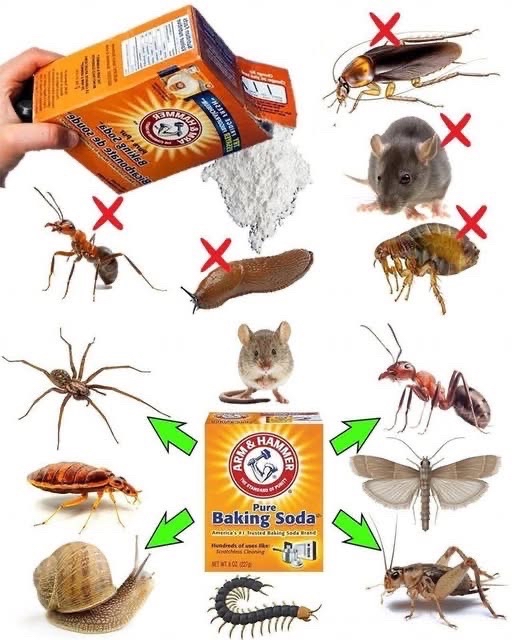 Uso de bicarbonato de sodio contra plagas como cucarachas, pulgas y hormigas