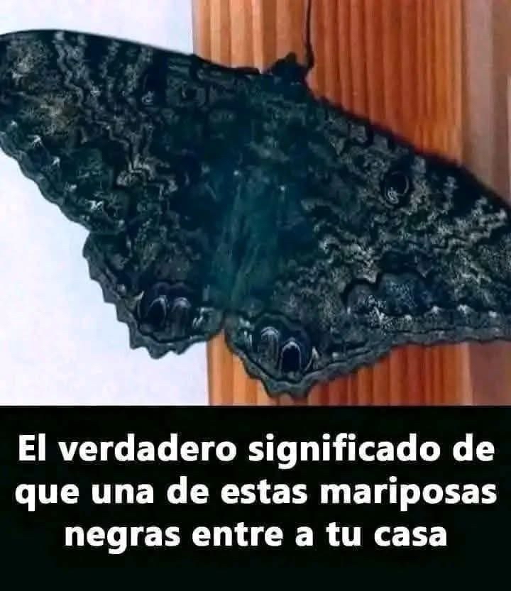 Mariposa Negra en Superficie de Madera