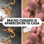 La Inesperada Visita del Alacrán: ¿Qué Significa y Cómo Actuar?