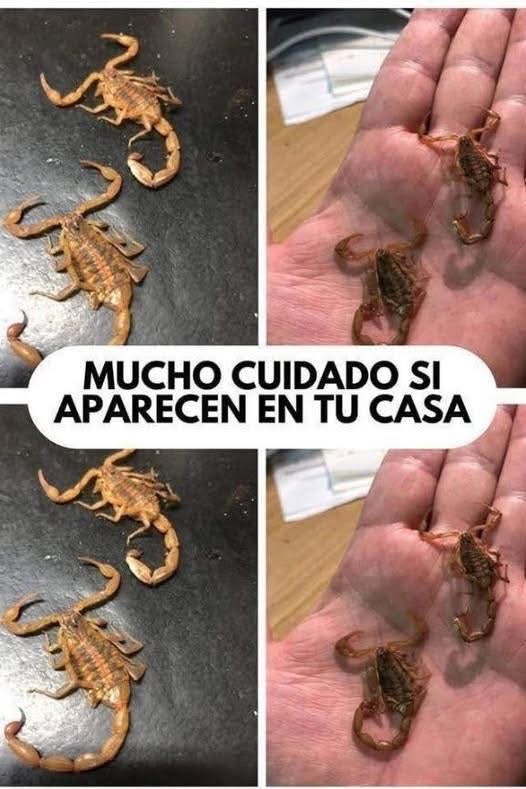 Escorpiones en una superficie oscura