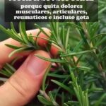 Romero: La Morfina Natural para Aliviar el Dolor