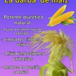 Infusión Diurética de Barba de Maíz: Alivio Natural para Riñones y Vejiga