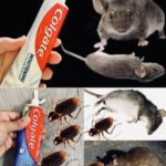 Cómo Eliminar Ratones, Cucarachas y Hormigas de Forma Natural