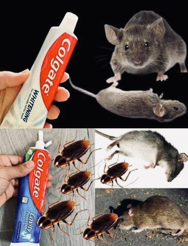 Pasta de dientes y plagas