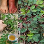 Mimosa Pudica: La Planta Milagrosa que Reduce la Inflamación