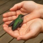 Colibrí: Mensajero de la Naturaleza y su Significado