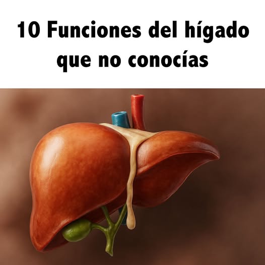Dibujo anatómico del hígado