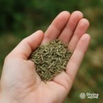 El Poder del Hinojo: Desinflama Tu Cuerpo y Mejora Tu Digestión como Nunca Antes