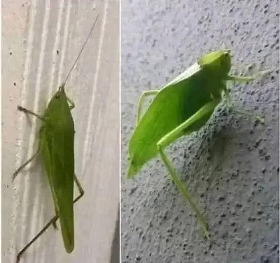 Insecto katídido camuflando