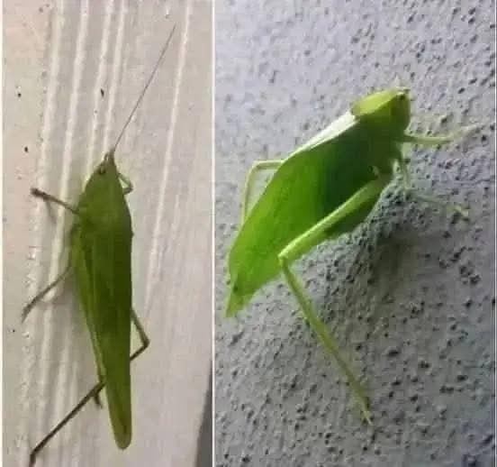 Insecto con apariencia de hoja verde