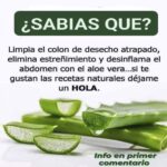 Beneficios de la Sábila: La Maravilla Natural para Tu Salud