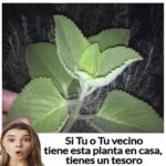 Orégano Cubano: Un Tesoro Natural en Tu Jardín