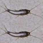 Si Ves Uno de Estos Insectos en tu Hogar, Mejor Corre por Remedios Naturales