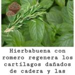 La Poderosa Combinación de Hierbabuena y Romero: Regenera tus Cartílagos