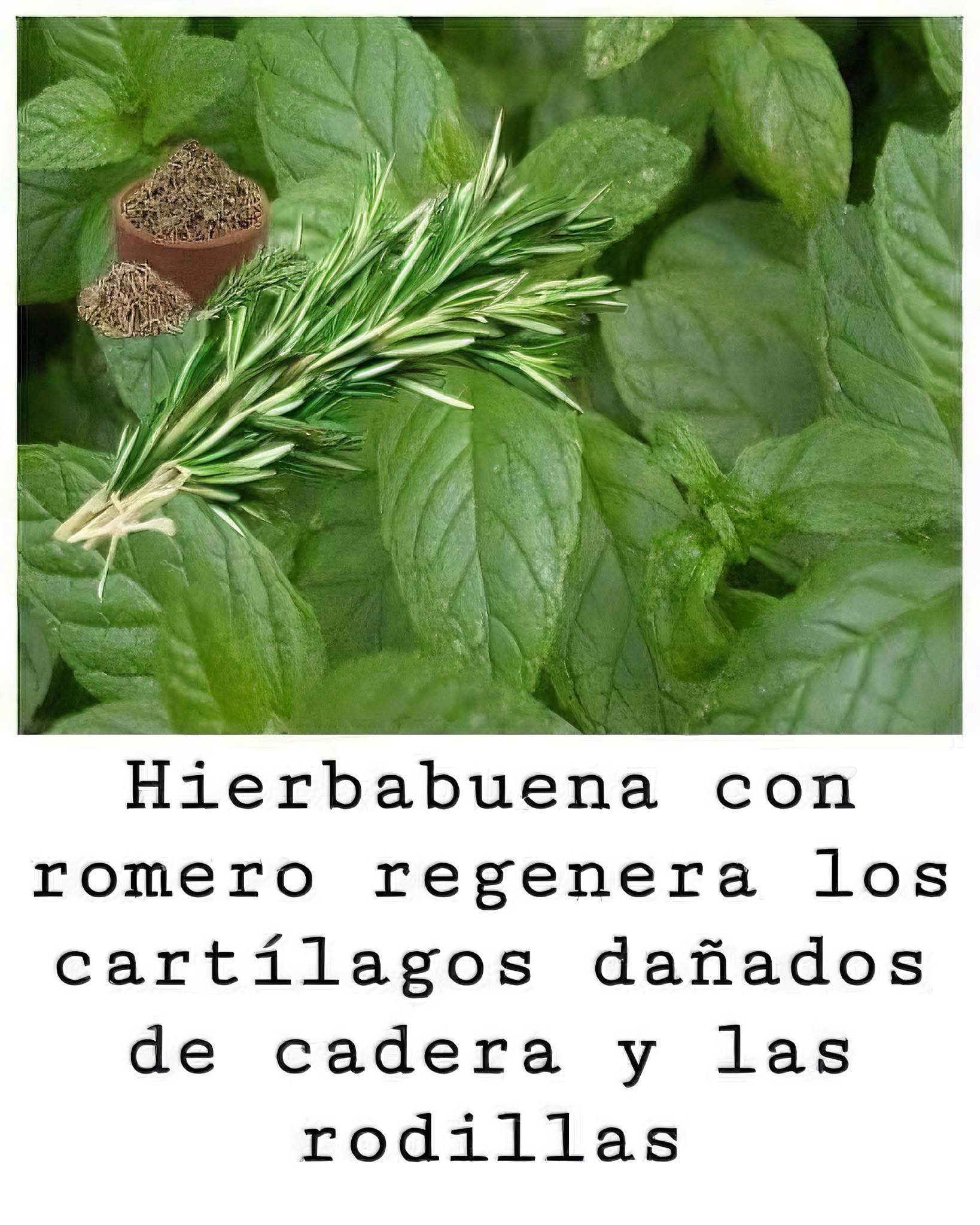 Hojas de hierbabuena y romero