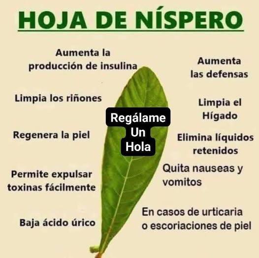 Imagen de la hoja de níspero