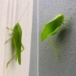 La Maravilla Natural del Saltamontes Hoja: Un Símbolo de Alerta y Salud