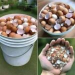 Beneficios de las Cáscaras de Huevo: Un Remedio Natural para la Salud y el Jardín
