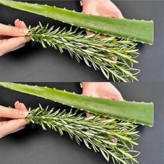 Hoja de Aloe Vera y rama de Romero