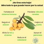 El Poder de las Hojas de Níspero: Beneficios Inesperados para Tu Salud