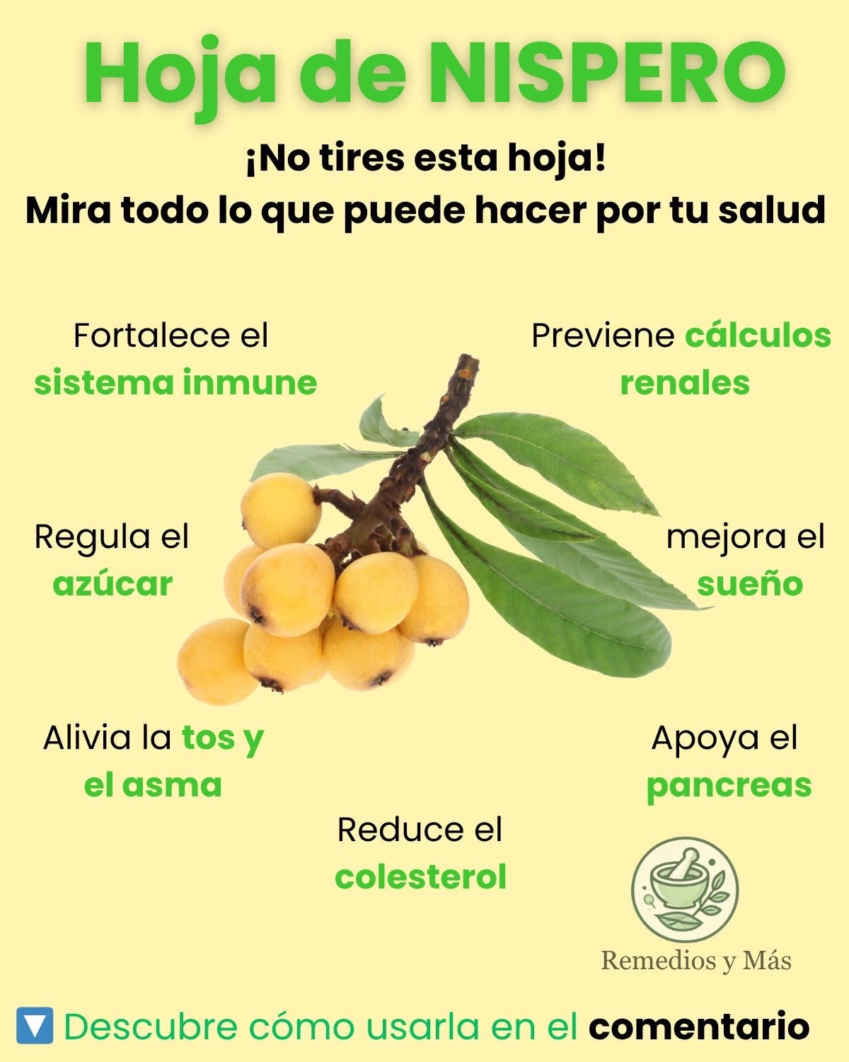 Hoja de Níspero