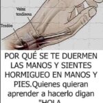 ¿Por qué se Te Duermen las Manos y Sientes Hormigueo en Manos y Pies?