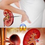 Limpia tu sistema renal: Remedios naturales y recetas saludables