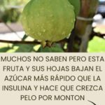 Descubre el Tesoro Escondido en Tu Jardín: Beneficios de la Guayaba para la Salud y la Belleza