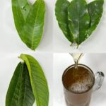 El Poder Curativo de las Hojas de Guanábana: Un Remedio Natural para la Salud