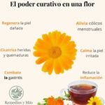Caléndula: El poder curativo en una flor