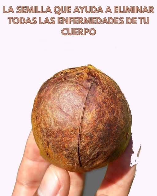 Semilla grande en mano