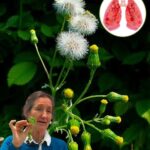 El Poder Oculto de la Hierba Cana: Beneficios para la Salud Respiratoria