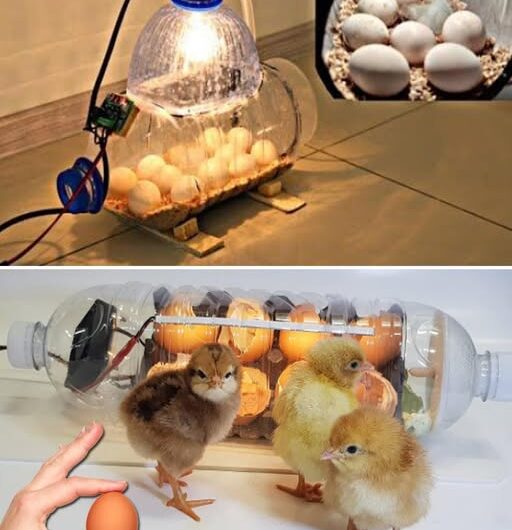 Cómo Construir un Incubador de Huevos Casero Usando una Botella de Agua