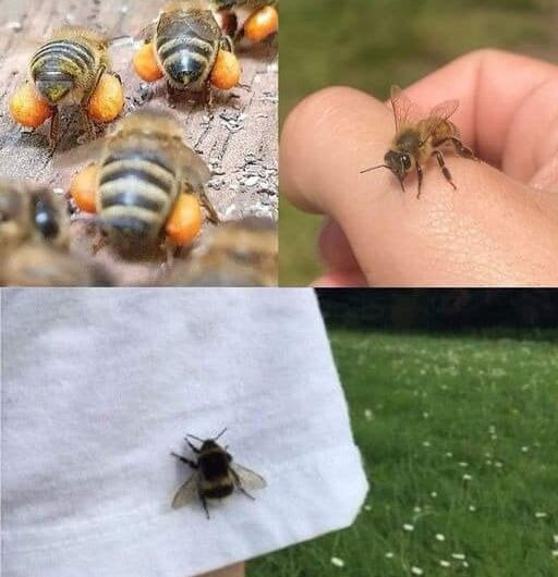 El Significado Oculto de que se te Acerquen Abejas