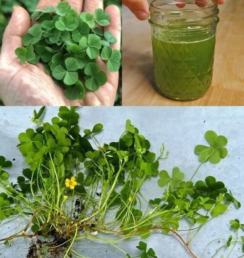 El renacimiento de la acedera: descubriendo sus maravillas ocultas