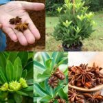 Cómo Cultivar Anís en Casa en una Maceta: Guía Paso a Paso para Tener tu Propia Planta Aromática