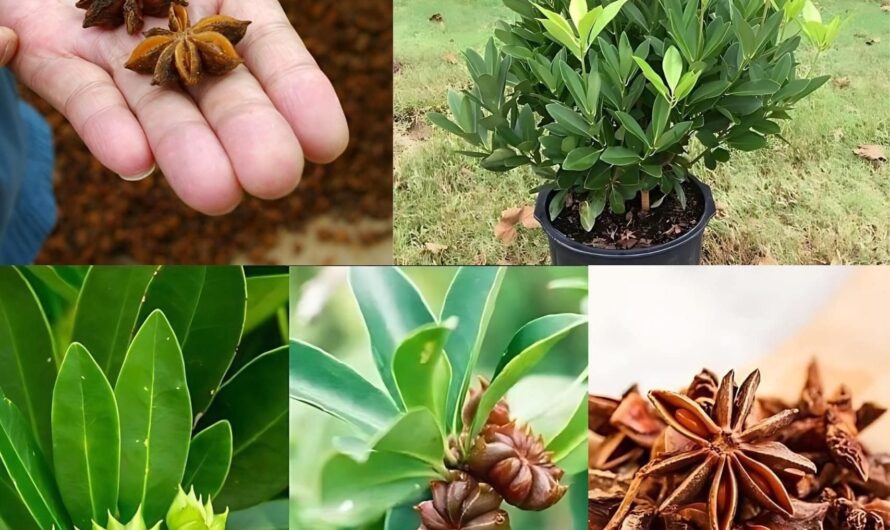 Cómo Cultivar Anís en Casa en una Maceta: Guía Paso a Paso para Tener tu Propia Planta Aromática