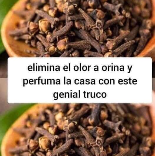 El Truco Genial para Eliminar el Olor del Baño de Forma Natural con Clavo de Olor