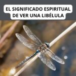 ¿Qué Significa que una Libélula Entre a tu Casa?
