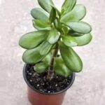 Esta Planta Atrae Dinero y Prosperidad