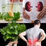 El Poder del Té de Perejil: Remedio Natural para la Salud Renal