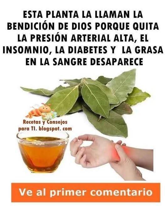 Hojas de laurel y una infusión