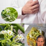 Flores de Papaya Empapadas en Miel: Un Remedio Natural para 18 Problemas Comunes de Salud