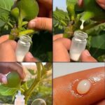 Los Increíbles Beneficios De La Savia De Higo: El Elixir Oculto De La Naturaleza