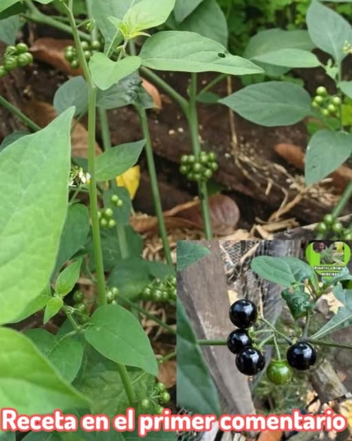Hierba Mora - Solanum nigrum