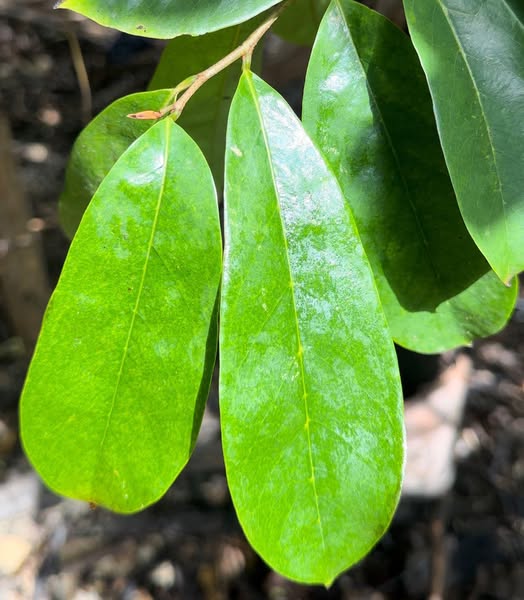 Hojas verdes saludables
