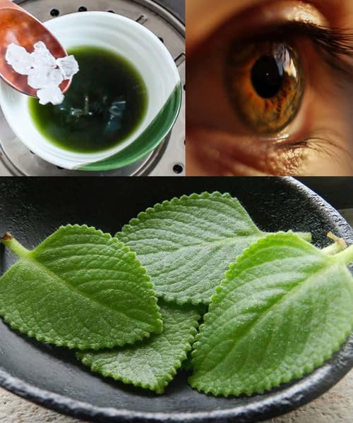 Planta de Menta y Salud Ocular