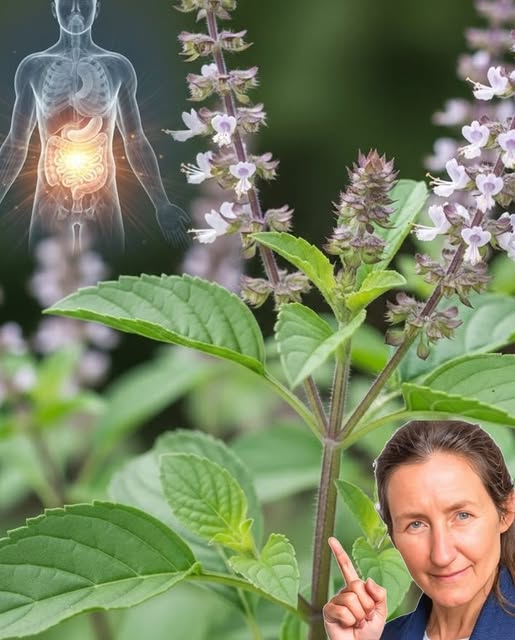 Albahaca como remedio natural