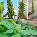 El Poder Oculto del Amaranto: Nutrición y Remedios Naturales